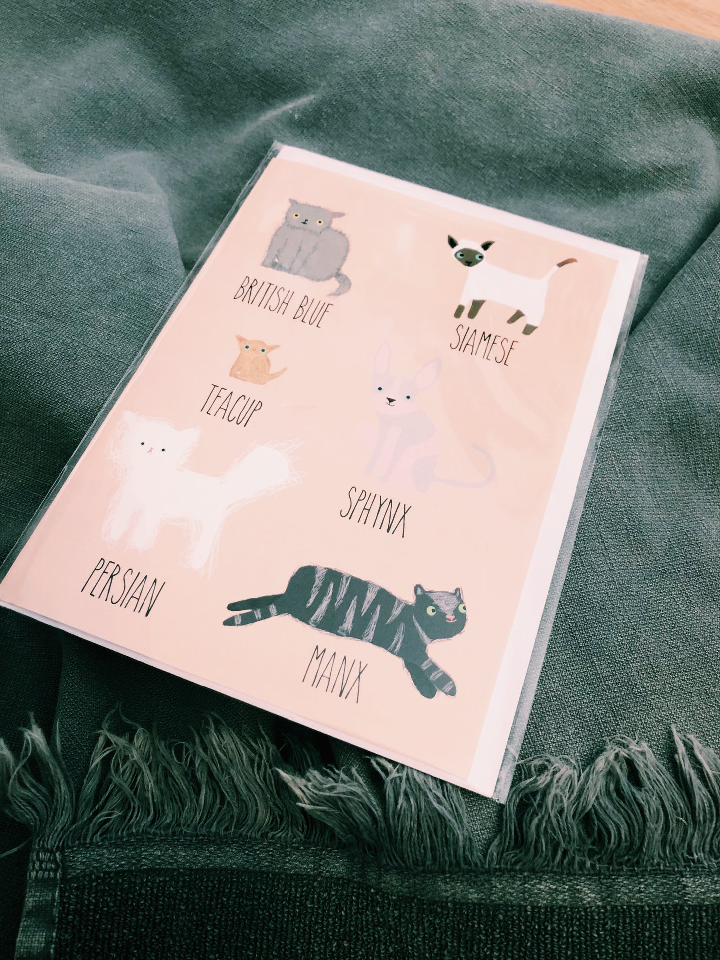 ALL THE CATS - ALL OCCASIONS CARD - JM122